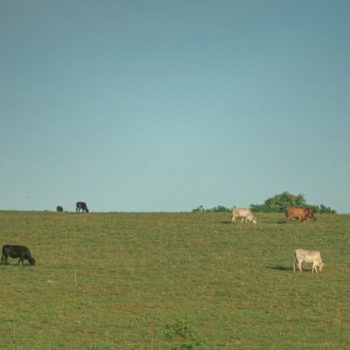 lavoura e pecuaria