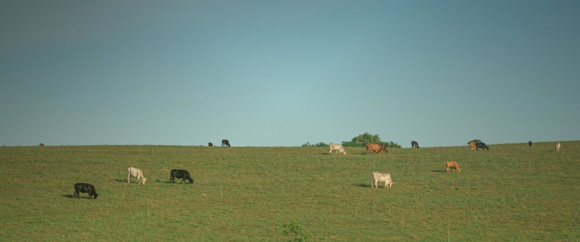 lavoura e pecuaria